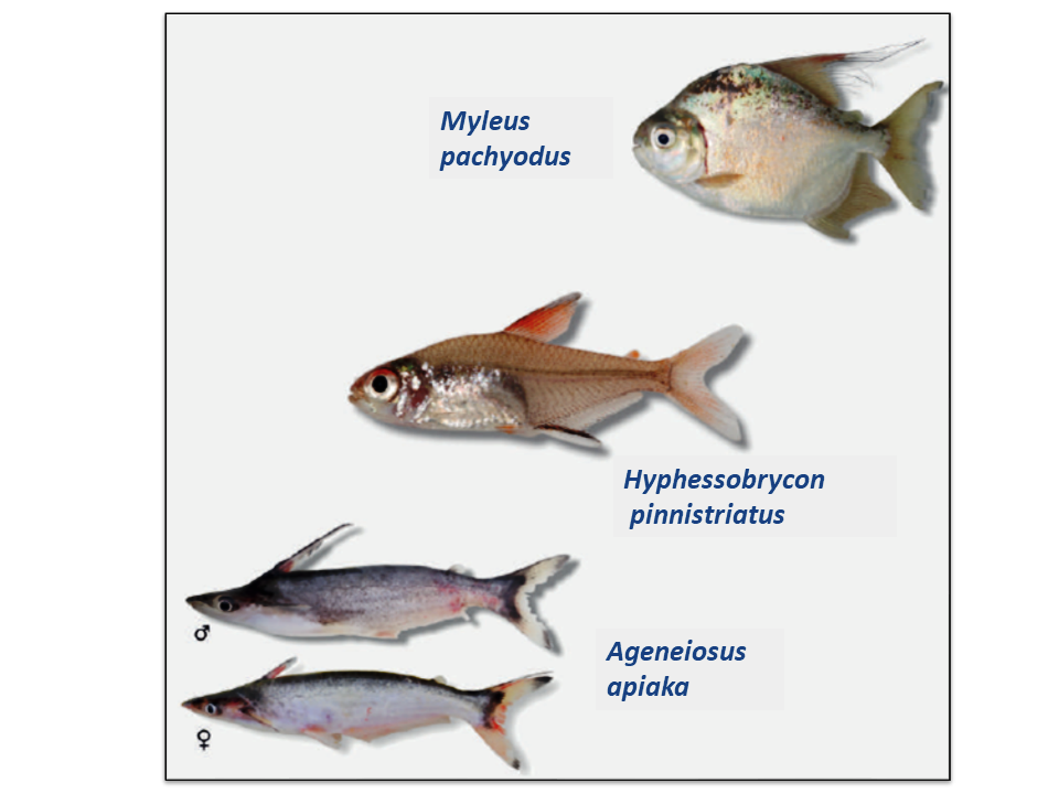 peixes Teles Pires.png