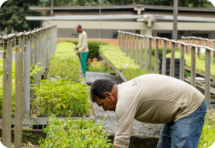 Foto mostra dois homens trabalhando no horto da usina hidrelétrica de Funil, no estado do Rio de Janeiro. Em primeiro plano, um deles está agachado, manuseando mudas verdes. Ao fundo, o segundo homem está de pé. No entorno estão dezenas de mudas verdes, próximas a estruturas de irrigação. Fim da descrição.